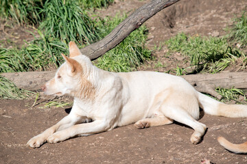 Naklejka na ściany i meble the white dingo is resting on the ground.