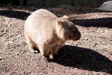 the common wombat walks like a dog on 4 legs