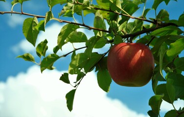 九月の青い空とりんご