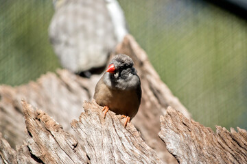 the zebra finch is emerging from a hollow log