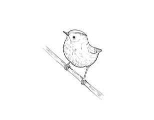 Little bird in sketch style, vector hand drawn illustration. 