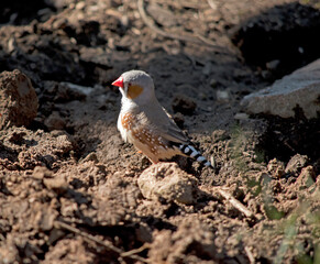 the zebra finch is looking for food in the dirt