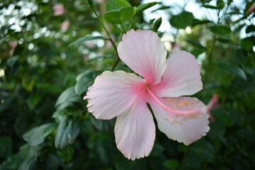 pink flower at garden