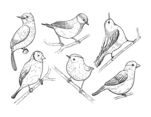 Little birds set in sketch style, vector hand drawn illustration. 
