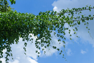 Weed-clad cables The background is the sky