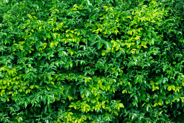 Green leaf background or nature