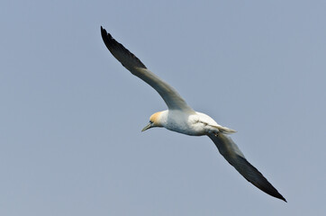 Northern gannet