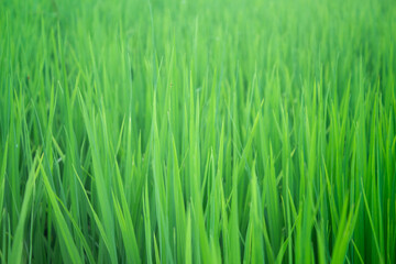 Green space for background