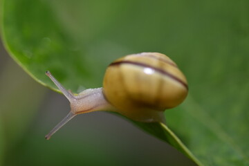 small snail on a purple flower