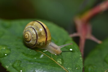 small snail on a purple flower