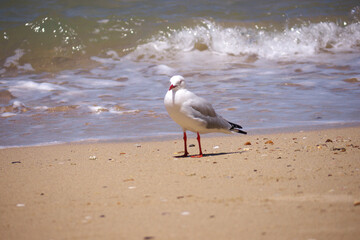 ニューカレドニア、ヌメア、アンスバタビーチのカモメ