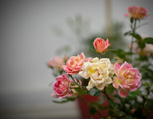 Obraz na płótnie Canvas Rosas Enanas, Rosas multicolor, rosas en macetas, rosas cultivadas de manera natural, rosas naturales, rosas cultivadas de manera natural en una maceta en casa.