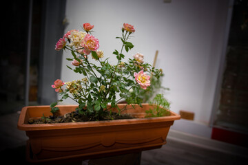 Fototapeta na wymiar Rosas Enanas, Rosas multicolor, rosas en macetas, rosas cultivadas de manera natural, rosas naturales, rosas cultivadas de manera natural en una maceta en casa.