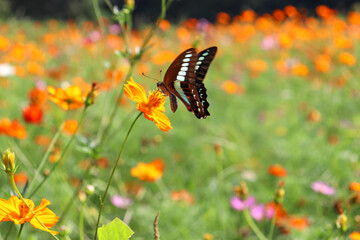 コスモス畑 蝶々 チョウ