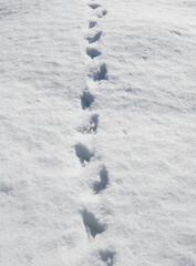 足跡　冬　雪　素材