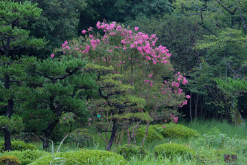 緑の木々の中にピンク色のサルスベリが咲いている風景