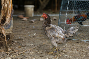 Gray fighting cock is live in farm at thailand