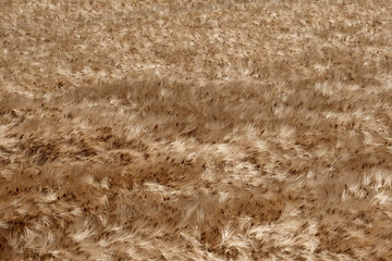 収穫が近づく大麦