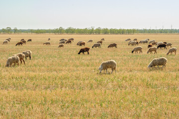 Fototapeta na wymiar A flock of sheep grazes in the dry steppe. Hot sunny summer day. Traditional cattle breeding.