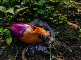 A rotten eggplant is lying on the ground and fungus has grown in it.