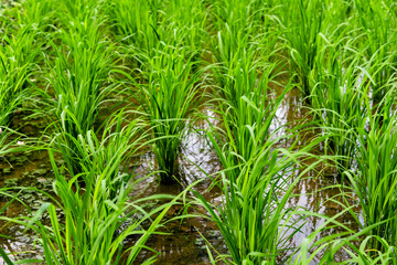 Young green rice in paddy field 