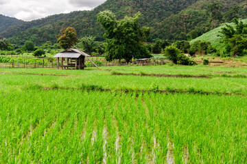Fototapeta na wymiar bamboo hut in rice field in northern thailand