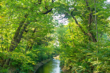 calm stream surrounded by trees with green leaves in tokyo, japan