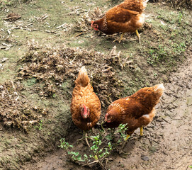 three chicken on the farm