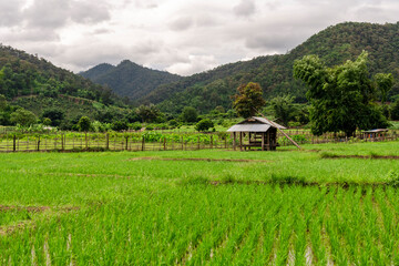 Fototapeta na wymiar Bamboo hut in rice field with mountains background