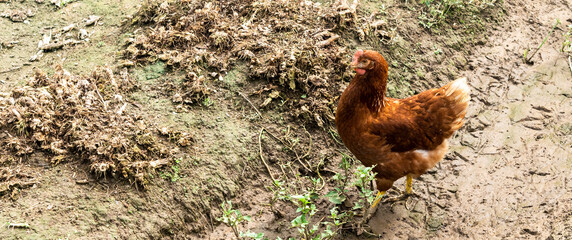 chicken walking in the ground