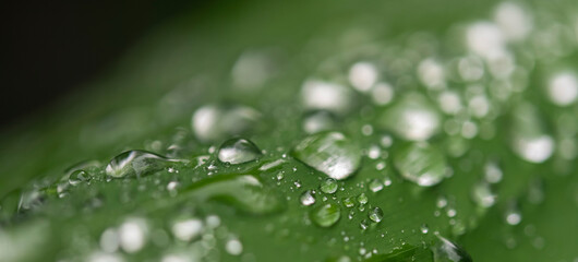 close up dews on green leaf 