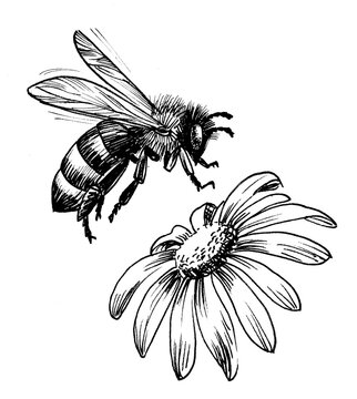 Flying honey bee and blossoming flower. Ink black and white drawing