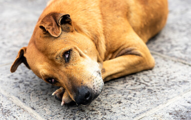 dog sleeping on the floor