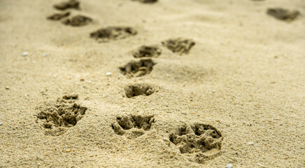 Fototapeta na wymiar Dog footprints in sand beach