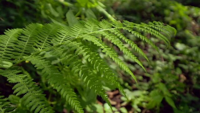 Close up of fern in lush forest, POV shot with nature sounds. Water flowing in nearby stream. Hing quality audio recording.