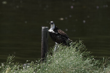 osprey on wood pole