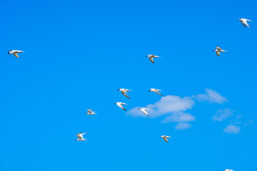 A flock of sea gulls flying in the blue sky against the background of cumulus clouds. Lovely wild birds on a sunny summer day.