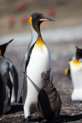 King Penguin (Aptenodytes patagonicus) feeding a chick, Saunders Island.

