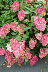 Fototapeta premium pink hydrangea flowers