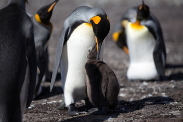 King Penguin (Aptenodytes patagonicus) feeding a chick, Saunders Island.

