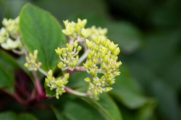 Obraz premium hydrangea flowers