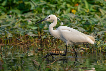 Image of little egret (Egretta garzetta) looking for food in the swamp on nature background. Bird. Animals.