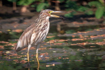 Image of Chinese pond heron(Ardeola bacchus) looking for food in the swamp on nature background. Bird. Animals.
