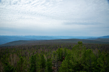 nature, summer landscape, wildflowers and meadow, spruces on hills, beautiful cloudy sky. 
Mountain landscape. 
