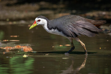 Image of white-breasted waterhen bird(Amaurornis phoenicurus) are looking for food in swamp on nature background. Bird. Animals.