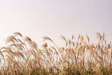 A quiet reed field without anyone - obrazy, fototapety, plakaty