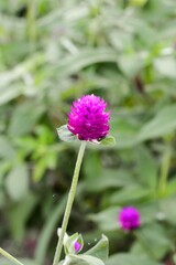 Obraz premium Gomphrena globosa flower in nature garden
