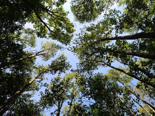 sky and trees , ladscape