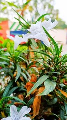 Fototapeta premium bouquet of flowers