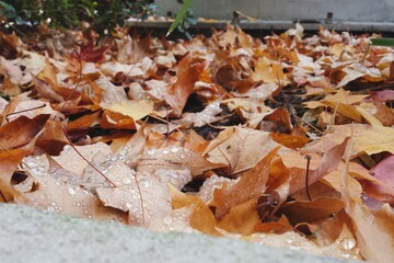 fall foliage